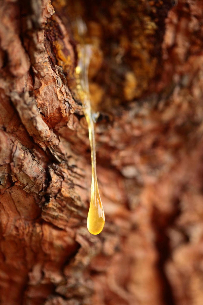 Golden pine resin drop flowing from tree bark